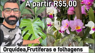 Tour pelo Varejão das Plantas [upl. by Yelmene]