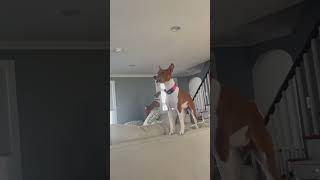 BASENJI YODEL  BASENJI SONG  BASENJI NOISES  Ragnar and Freya Scream  barking [upl. by Shulem]