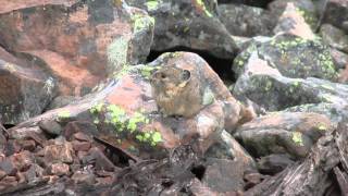 American pika Ochotona princeps [upl. by Leatri]