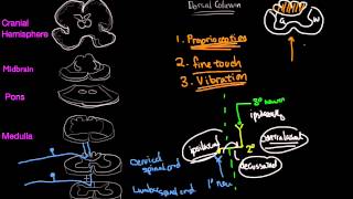 Dorsal Column in 10 mins [upl. by Robinette]