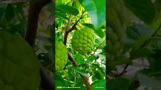 Annona Squamosa Custard Apple tree with many unripe fruits [upl. by Mordecai590]