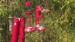 Hummingbirds at Strawberry Plains Audubon Center Mississippi [upl. by Githens]