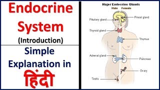 Endocrine system Introduction simple explanation in hindi  Bhushan Science [upl. by Solram]