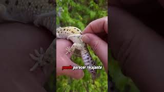 Por qué no deberías quitar la piel de los geckos 🦎😨🤨 [upl. by Eninnej]