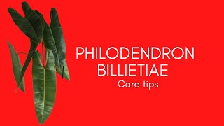 PHILODENDRON BILLIETIAE  CARE TIPS [upl. by Serle331]