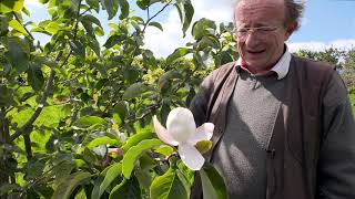 Four magnolias out at Caerhays [upl. by Gen]