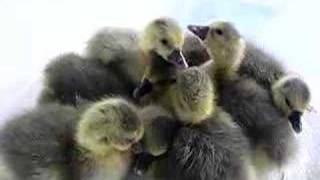 goslings [upl. by Bruis850]