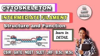 CYTOSKELETON  INTERMEDIATE FILAMENT Structure amp Function  MSc Classes  Cell Biology [upl. by Ecital82]