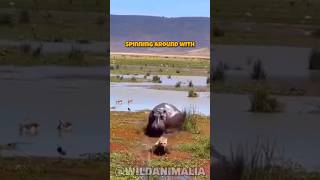 Hyena vs Hippo The Ultimate Survival Showdown [upl. by Seyer718]