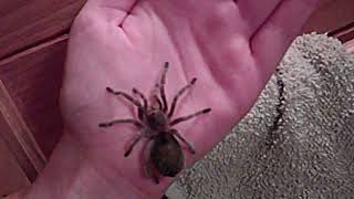 Chilean Rose Hair Tarantula Handling [upl. by Martino]