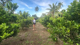 Puhunan sa unang taon ng Calamansi Farm [upl. by Tabor]