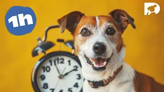 DOGTV One hour of amazing programs designed for your dog [upl. by Aulea289]