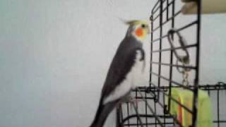 Cute cockatiel singing a lot of songs [upl. by Osman972]