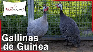 Características de la Gallina de Guinea o Pintada Común [upl. by Adnohs725]