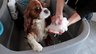 Cavalier King Charles Spaniel Grooming [upl. by Thadeus]