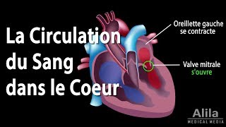 La Circulation du Sang dans le Coeur Animation [upl. by Ahiel]