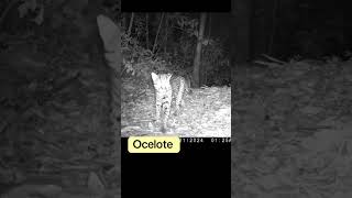 Ocelote wildlife trailcam trailcamera animals [upl. by Rafaelia556]