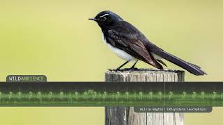 Willie Wagtail Calls amp Song The sounds of a Willie Wagtail singing in the Australian bush [upl. by Nor]