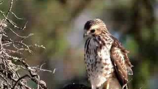 Broadwinged Hawk [upl. by Eila396]