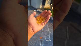 Giving Fish Capsule to Roosters 💊aseel youtubeshorts aseellovers [upl. by Randall]