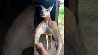 Kangaroos Secret They Cant Fart [upl. by Dempsey]