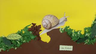 Weinbergschnecke [upl. by Addam]