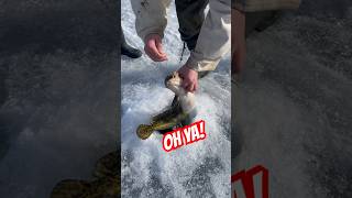 Ice Fishing Success Fishing For Burbot With Kids icefishing burbot fishing [upl. by Avrom]