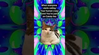 When Everyone says Crazy Cat Lady’s are Running the World amp Your Cat is Tripping Out on Catnip like… [upl. by Ellebana]