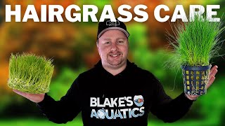 How to Get a Hairgrass Carpet  Dwarf Hairgrass Care and Propagation Guide [upl. by Aihsena]