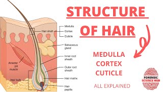 Structure Of Hair  Medulla Cortex and Cuticle  Forensic Science Notes [upl. by Yhtimit729]