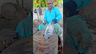 Kall koduva fish cutting kasimedu Fish Cutting kasimedu meengal [upl. by Anneirb]