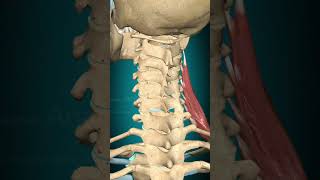 Scalenus medius muscle action Vertebral column contralateral rotation [upl. by Aikar]