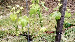 WINZERHOF LINDER  Schafe im Weinberg  Entblätterung  unfreiwillig [upl. by Nnasus489]