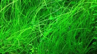 HOW TO PLANT ELEOCHARIS PARVULADwarf Hairgrass [upl. by Haily]