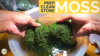 Preparing cleaning and storing moss for terrarium and other botanical projects [upl. by Zahara]