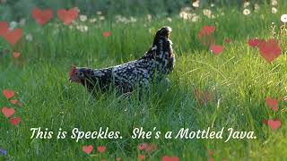 Speckles the Mottled Java hen 🧡mottledjava natureisawesome [upl. by Ycniuq84]