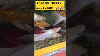 ALBINO SHARK DELIVERYfreshwaterfishfishingfishspeciesfunnyviralvideocomedyshortscomedyvideo [upl. by Adnarahs]