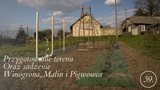 Przygotowanie terenu oraz sadzenie winogrona malin i pigwowca [upl. by Valry]