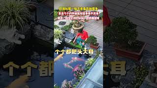 阿姨吆喝一声准备喂鱼，拿出勺子的那一刻就知道事情不简单…… 搞笑鱼 萌宠 [upl. by Ilecara601]