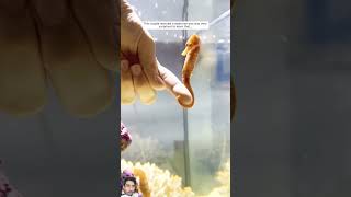 This couple rescued a seahorse and was very surprised to learn that [upl. by Aehtorod]