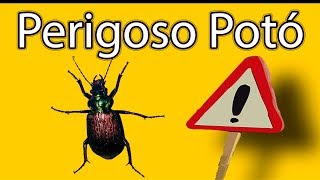 Urgente O perigo do Besouro Potó  um inseto que pode até matar [upl. by Wiltshire]