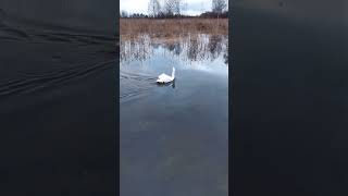 A Swans Journey Over Crystal Waters short swan nature dronefootage [upl. by Mont]