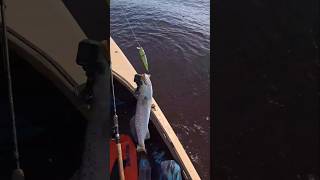 My favorite lure for catching Sea Trout kayakfishing seatrout inshorefishing [upl. by Bernadine]