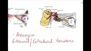 Oculomotor nerve3rd cranial nerveOphthalmologyCN IIIBenedictNothangel ClaudeParinaudWeber [upl. by Jasmin519]