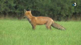 Renard roux  un collectif du Doubs prend la défense de cet animal classé nuisible [upl. by Auhso326]