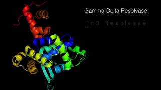 SiteSpecific Recombination [upl. by Yates]