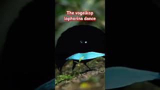 Lophorina superba  superb Bird of Paradisebird beautifulbirds lophorinasuperba birddance [upl. by Jann]