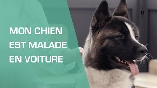 Mon chien est malade en voiture  que faire   Animaux [upl. by Sitra439]