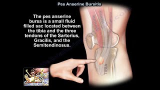 Pes Anserine Bursitis  Everything You Need To Know  Dr Nabil Ebraheim [upl. by Augustus99]