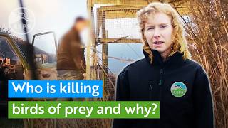 Who is illegally killing birds of prey and why  RSPB Nature Explained [upl. by Afesoj]